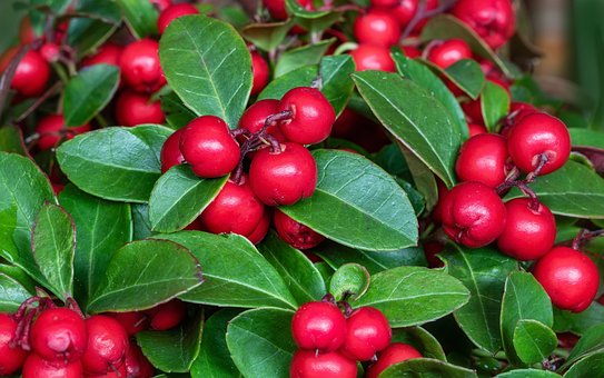 Free Berries Partridge Berries photo and picture