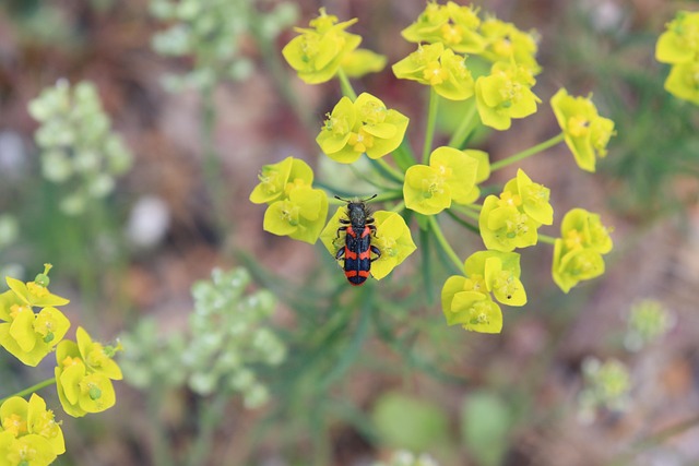 Free Beetles Flowers photo and picture