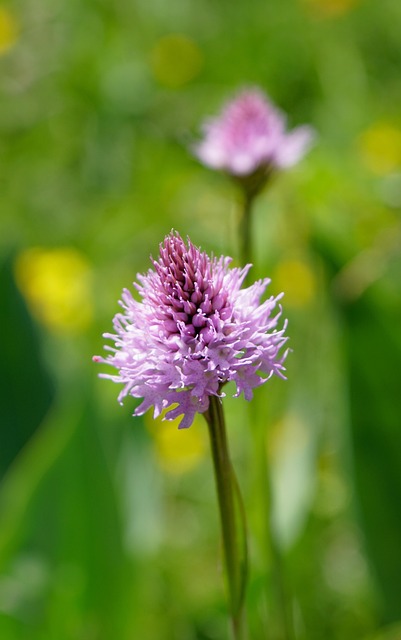 Free Flower Orchid photo and picture