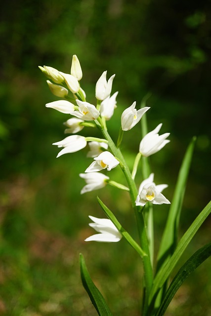 Free Flowers Orchid photo and picture