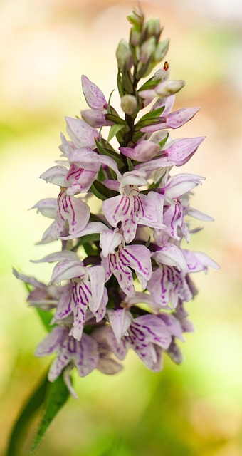 Free Flowers Orchids photo and picture