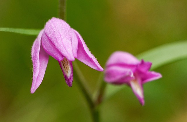Free Flowers Orchid photo and picture