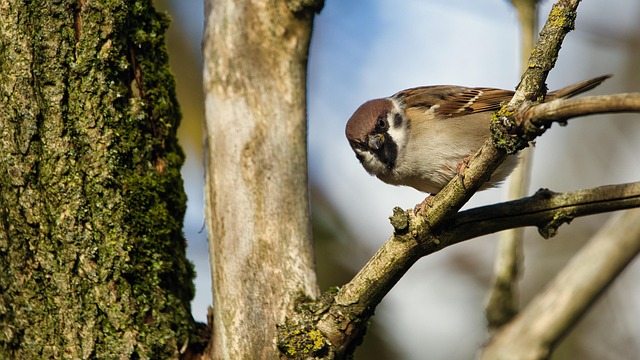 Free Sparrow Bird photo and picture