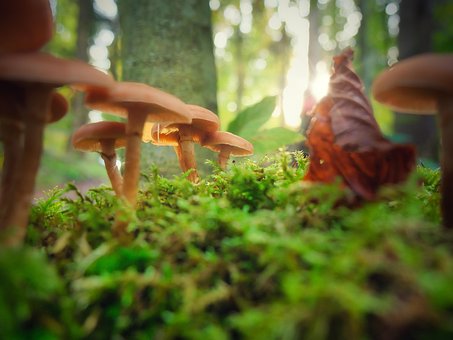 Free Mushrooms Moss photo and picture