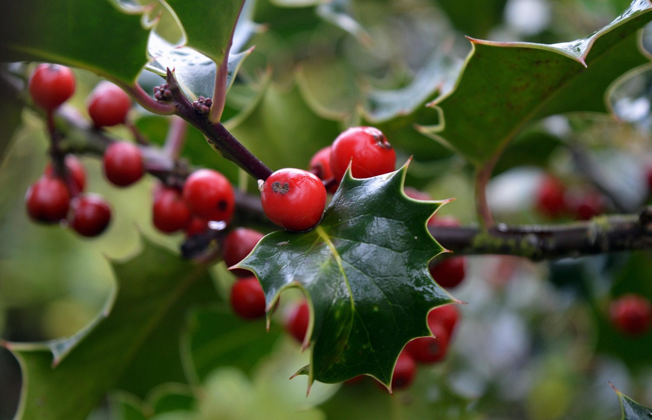 Stechpalme Ilex Gemeinsame Holly - Kostenloses Foto auf Pixabay