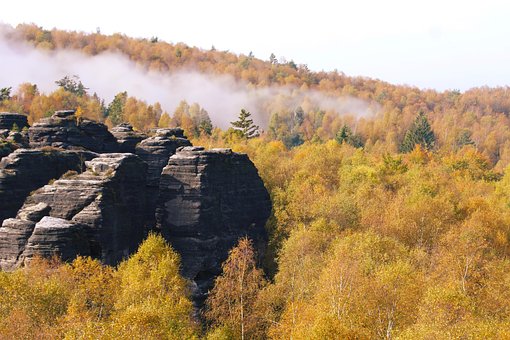 Free Fall Trees photo and picture