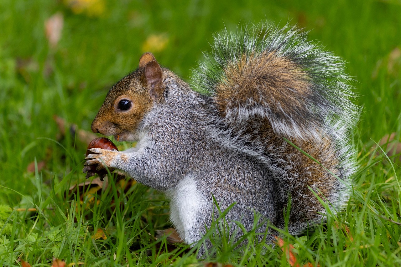 10 000 Free Squirrel Running Squirrel Photos Pixabay