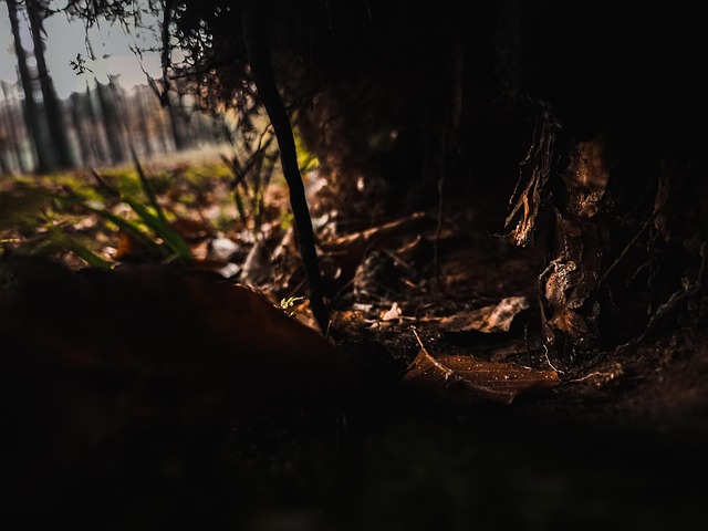 Debaixo Da Terra, Raízes, Folha, Sombrio