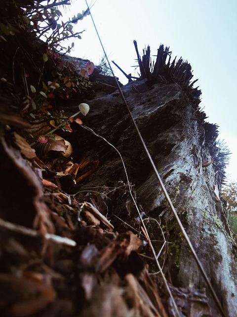 Porta-Malas, Madeira, Natureza, Floresta