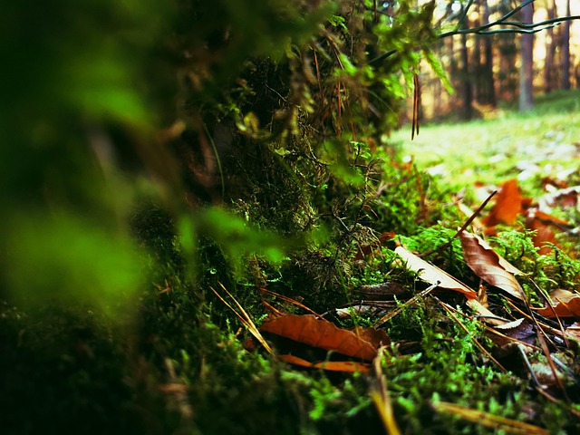 Oco, Natureza, Floresta, Musgo, Folhas