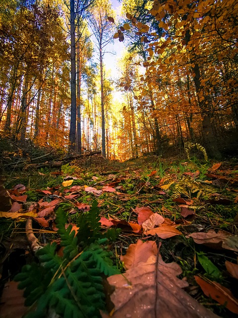 Floresta, Natureza, Outono, Folhas