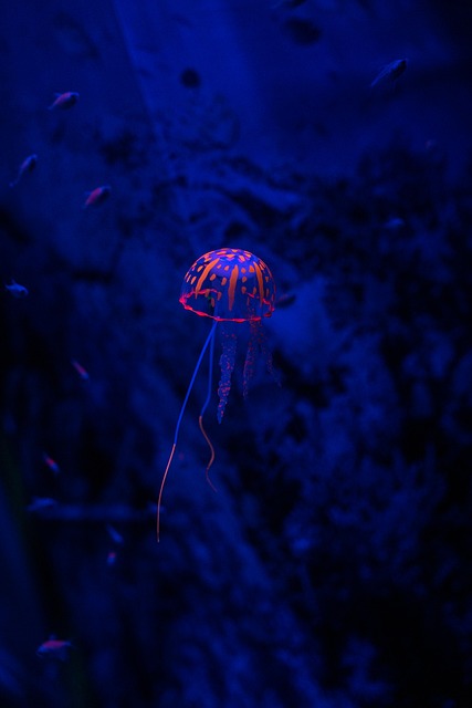 Kwallen, Zeegelei, Sea Life, Natuur