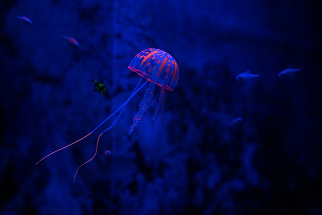 Kwallen, Zeegelei, Sea Life, Natuur