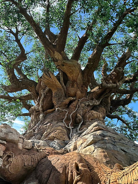 Disney Orlando Tree - Free photo on Pixabay - Pixabay