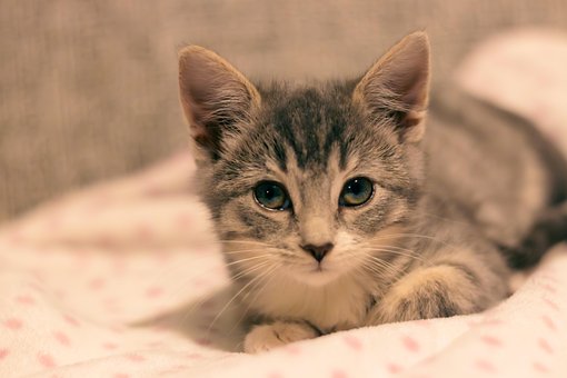 Free Cat Pet photo and picture