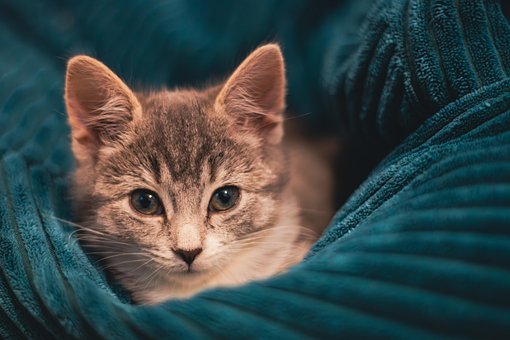 Free Cat Kitten photo and picture