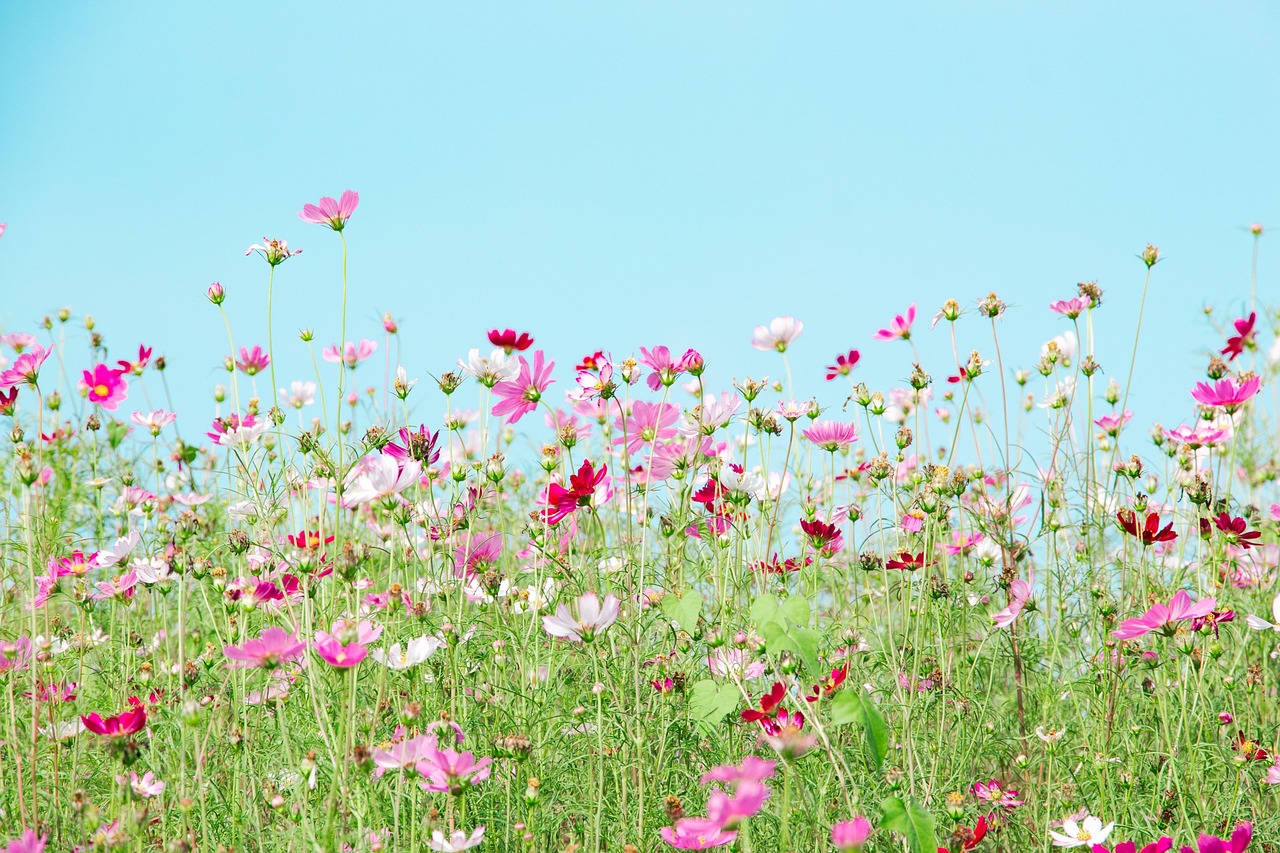 Flowers - free online jigsaw puzzle photo