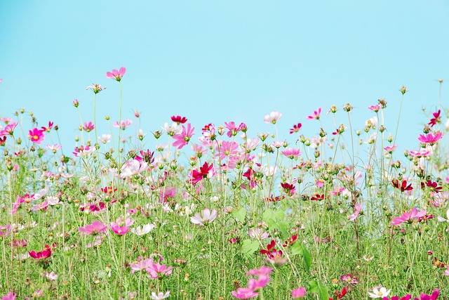 Download free HD stock image of Flowers Flower Wallpaper Free Flowers Flower Wallpaper photo and picture