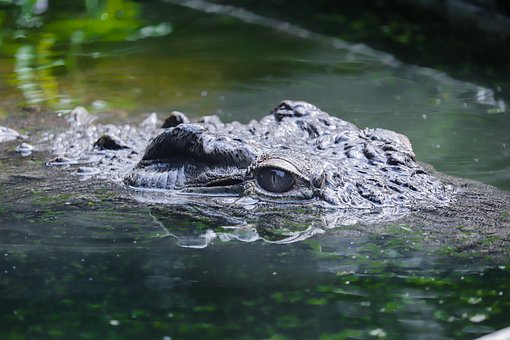 Krokodil, Alligator, Burundi, Afrika