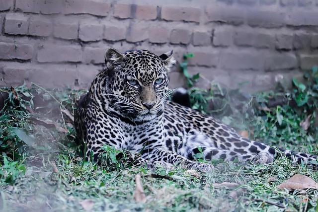 Free Jaguar Nature photo and picture