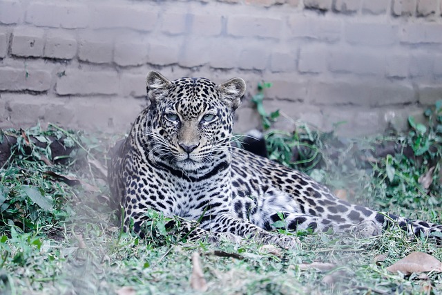 Jaguar, Katzen, Säugetier, Tier
