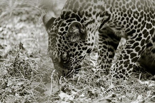 Natur, Jaguar, Tier, Burundi, Afrika