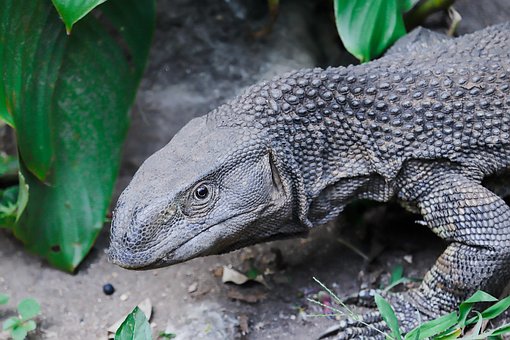 Zoo, Natur, Tierwelt, Eidechse
