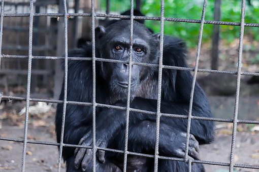 Zoo, Affe, Tier, Kanon, Burundi