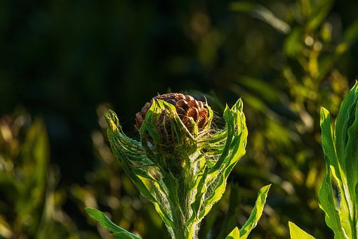 Free Thistle Flower photo and picture