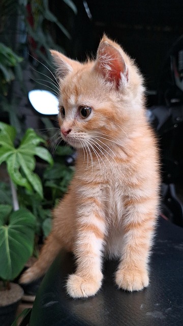 Pisică, Animal, Natura, Sălbatic