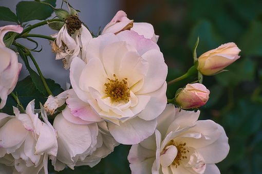 Rosenblüte, Blüte, Weiss, Natur, Symbol