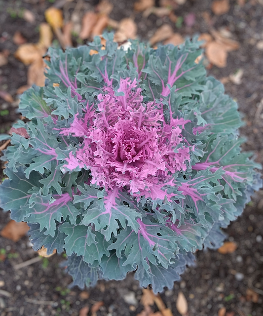 Free Flowering Ornamental Kale Nature photo and picture