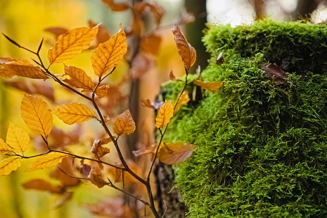Free Fall Leaves photo and picture