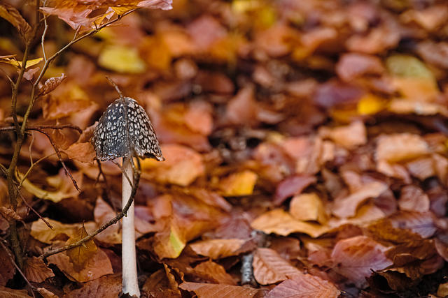 Free Fall Forest photo and picture