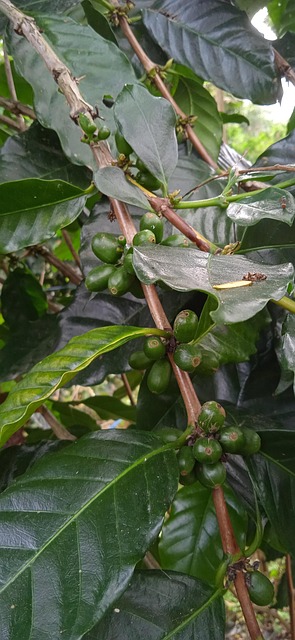 Kaffee, Arabica, Robusta, Botanisch