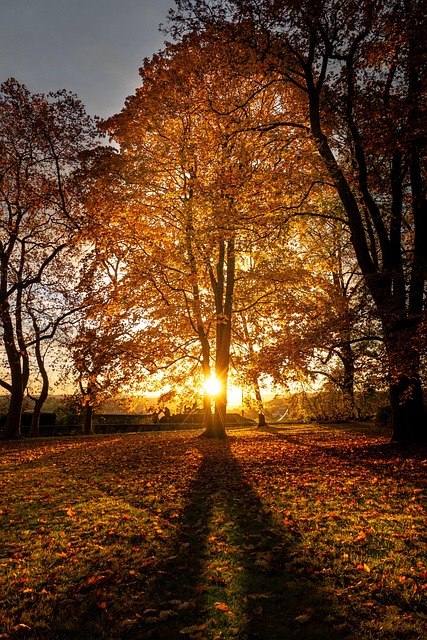 Lever Du Soleil Arbre Le Noir - Photo gratuite sur Pixabay - Pixabay