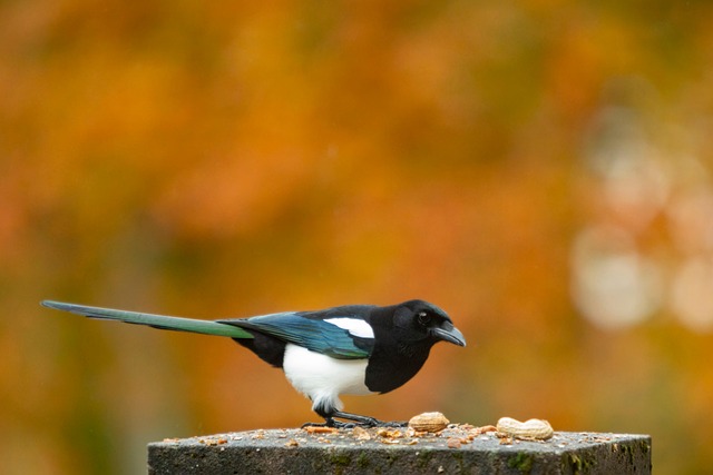Pájaro, Urraca, Miseria, Alimentador