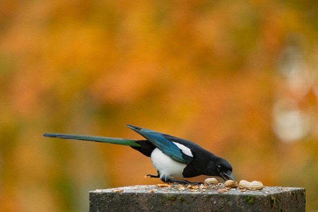 Pájaro, Naturaleza, Animal, Urraca