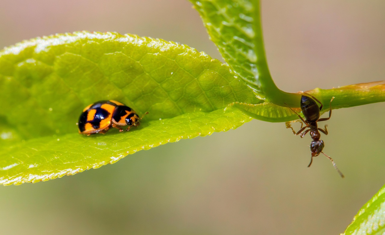 Insecate Fourmi Scarabée Insecte - Photo gratuite sur Pixabay - Pixabay