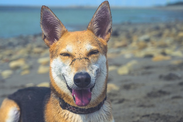 Free Dog Happy photo and picture