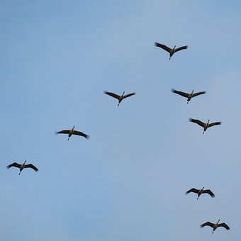 Kraniche, Trækfugle, Fugle, Flyvningen