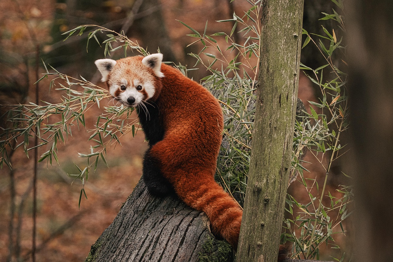 Morning Players Red Panda - Gioco Di Carte Veloce Per Famiglie E Bambini - Versione Francese