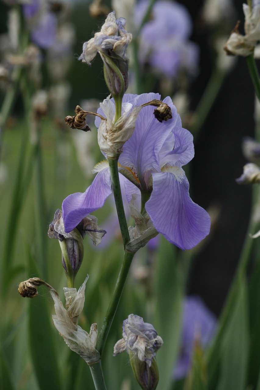 Wilting Iris Wilted Free photo on Pixabay Pixabay