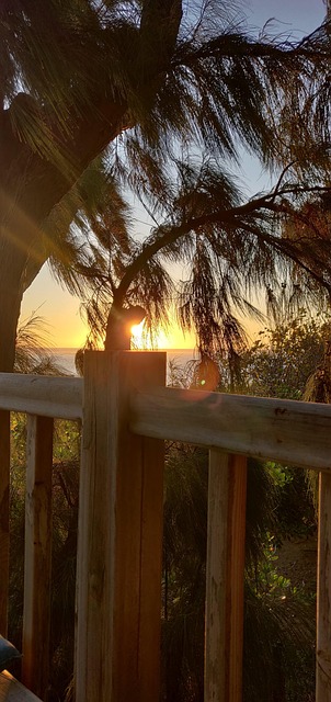Free Sun Tree photo and picture
