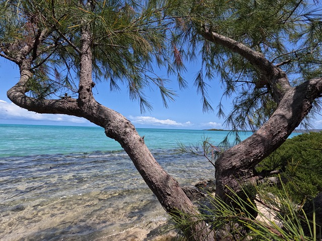 Free Tree Nature photo and picture