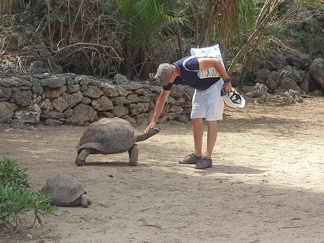 Free Turtle Helmet photo and picture