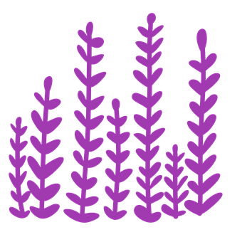 Lavendel, Flora, Blume, Lila