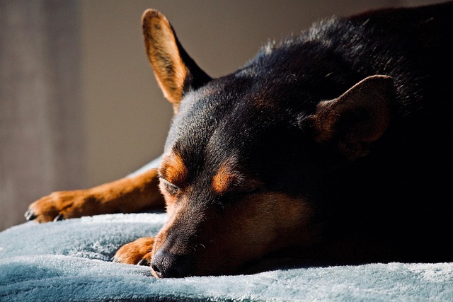 Cão, Adorável, Sono, Relaxar, Nariz