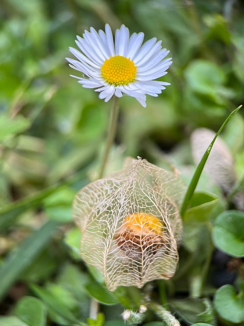 Natura, Grădină, Margaretă, Verde