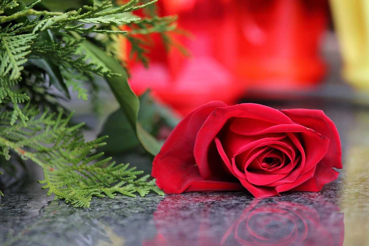 Red Rose On Grave All Souls Day - Free photo on Pixabay - Pixabay